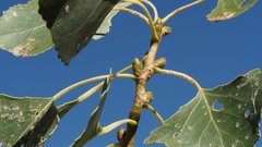 Populus fremontii fremontii
