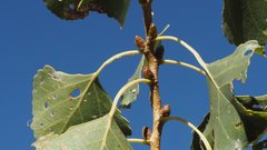 Populus fremontii fremontii