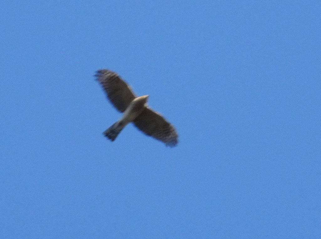Sharpshinned Hawk from West Campus, Lawrence, KS, USA on October 21, 2019 at 0909 AM by Thomas