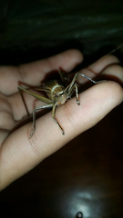 Tettigoniidae