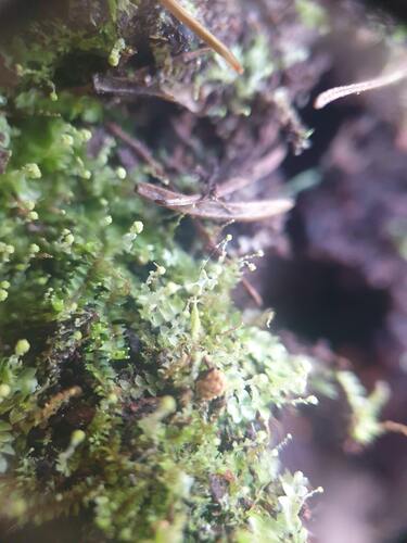 Calypogeia neesiana, 2025-07-13
