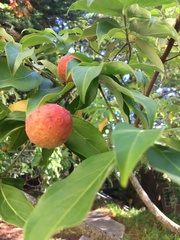 Cornus capitata