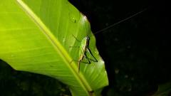 Conocephalinae