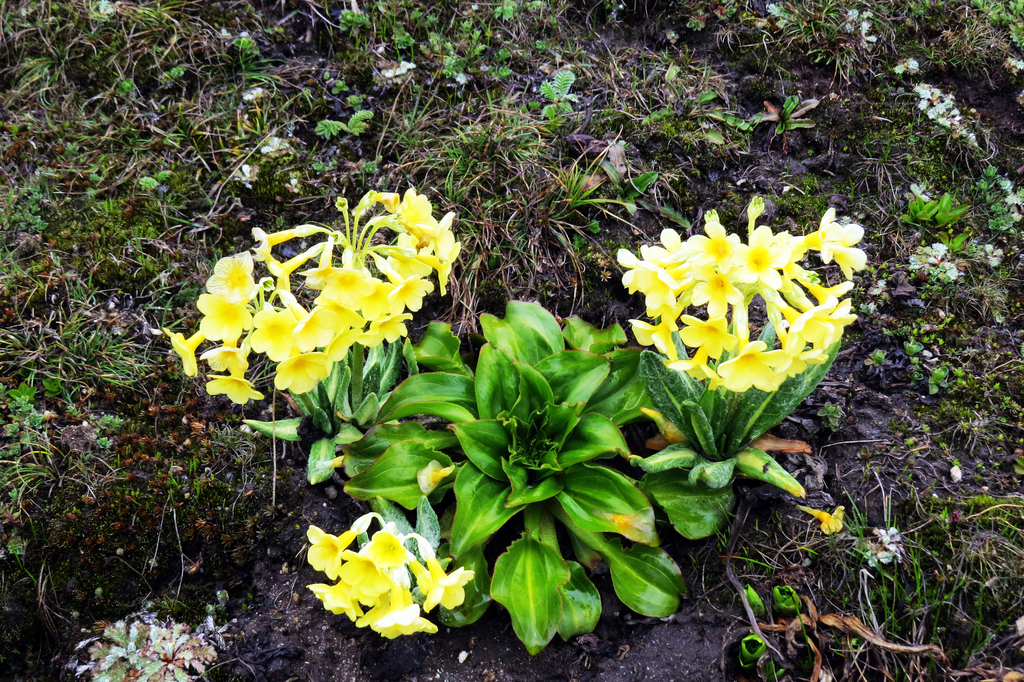 Primula stuartii