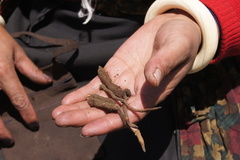 Ophiocordyceps sinensis image
