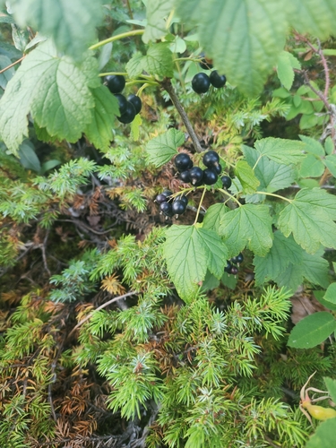 Northern black currant (Ribes hudsonianum)