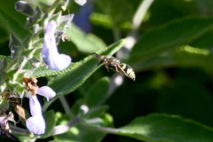 Ancistrocerus bustamente
