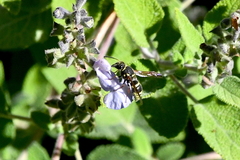 Ancistrocerus bustamente