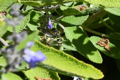 Ancistrocerus bustamente