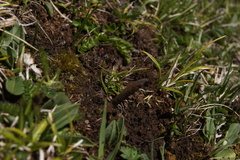 Ophiocordyceps sinensis image