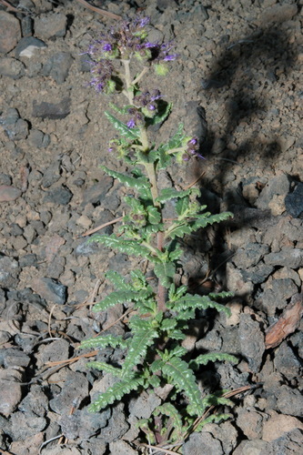 Saw phacelia (Phacelia serrata)