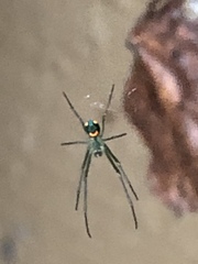 Leucauge argyrobapta image