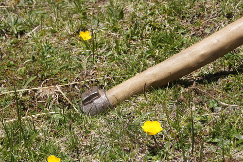 Ophiocordyceps sinensis image