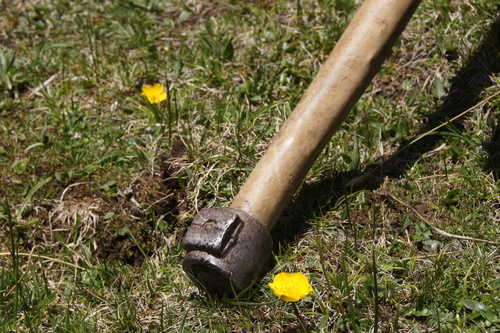 Ophiocordyceps sinensis image