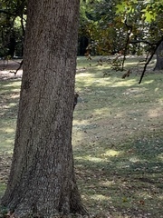 Sciurus carolinensis