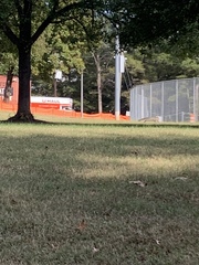 Sciurus carolinensis