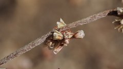 Eriogonum gracile gracile