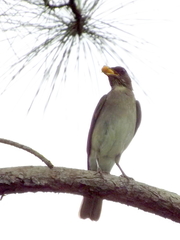 Turdus amaurochalinus