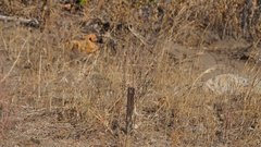 Eriogonum gracile gracile