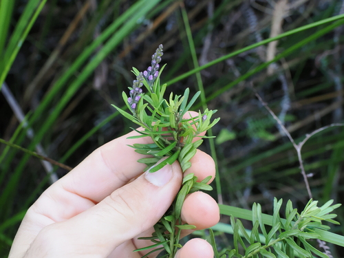 Comesperma esulifolium (Comesperma esulifolium)
