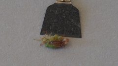 Eriogonum gracile gracile