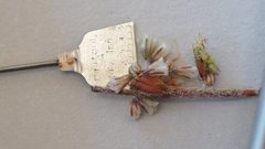 Eriogonum gracile gracile