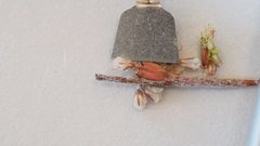 Eriogonum gracile gracile