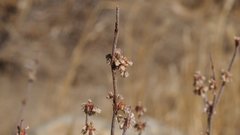 Eriogonum gracile gracile