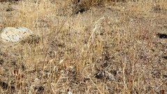 Eriogonum gracile gracile