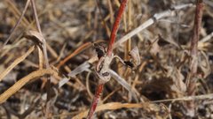 Eriogonum gracile gracile