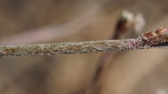 Eriogonum gracile gracile