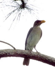 Turdus amaurochalinus