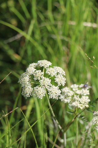 Rocky Mountain hemlockparsley (Conioselinum scopulorum)