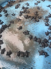 Lepidochelys olivacea