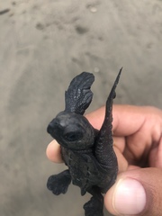 Lepidochelys olivacea