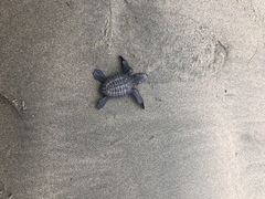 Lepidochelys olivacea