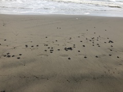 Lepidochelys olivacea