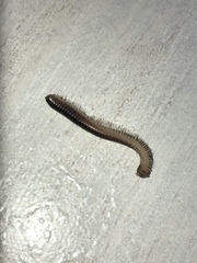 Leptogoniulus sorornus