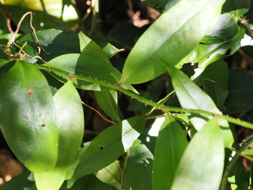 petermannia (Petermannia cirrosa)