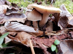 Inocybe sindonia