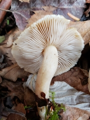 Inocybe sindonia