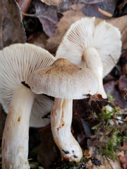Inocybe sindonia