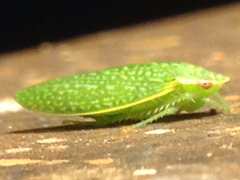Rugosana