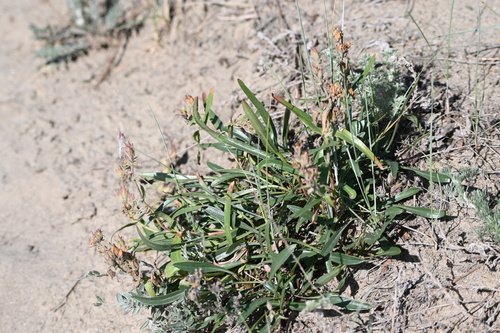 Gorman's Beardtongue (Penstemon gormanii)