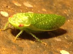 Rugosana