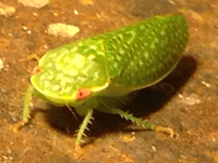 Rugosana