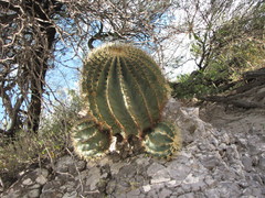 Ferocactus glaucescens