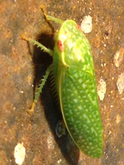 Rugosana