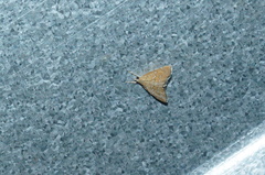 Glaphyriinae
