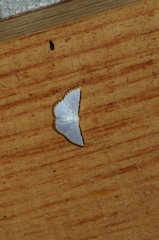 Leuciris fimbriaria